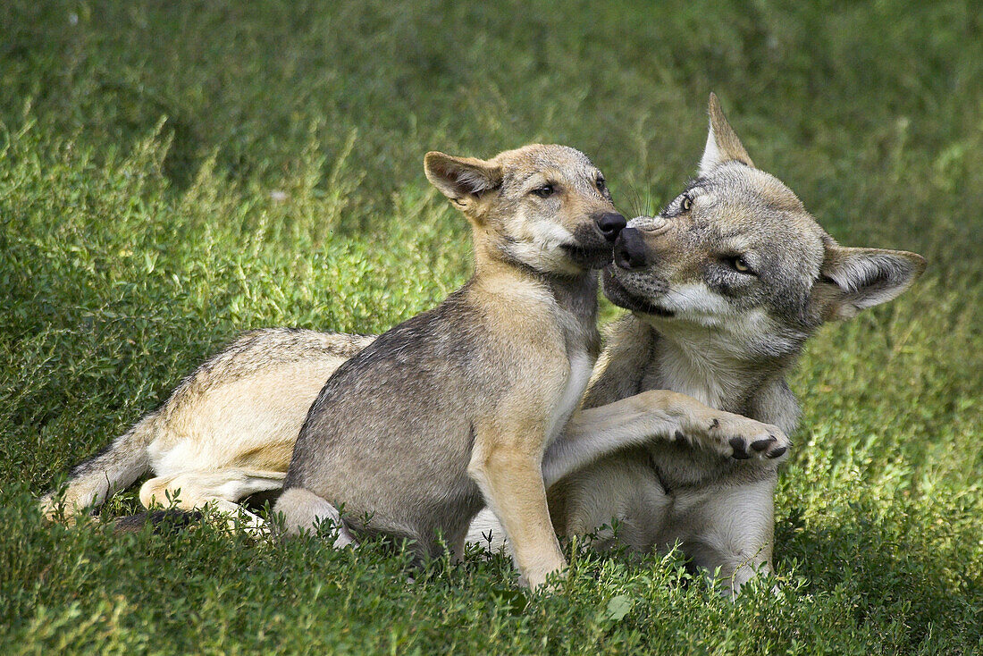Wolfs (Canis lupus). Captive cub. Germany