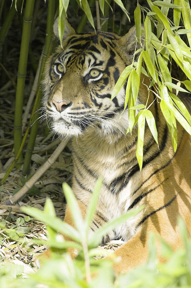 Sumatran Tiger (Panthera tigris sumatrae). Captive, adult mother. Germany
