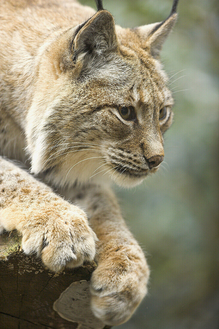 Lynx lynx wrangeli, Sibirien Lynx