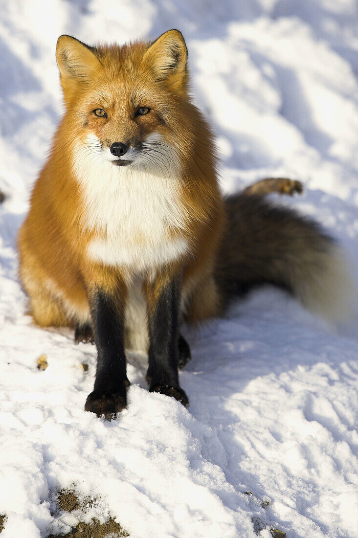Vulpes vulpes, Red Fox in winter