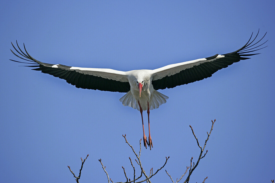 Ciconia ciconia, White Stork, Germany