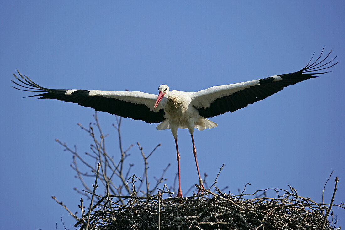 Ciconia ciconia, White Stork, Germany