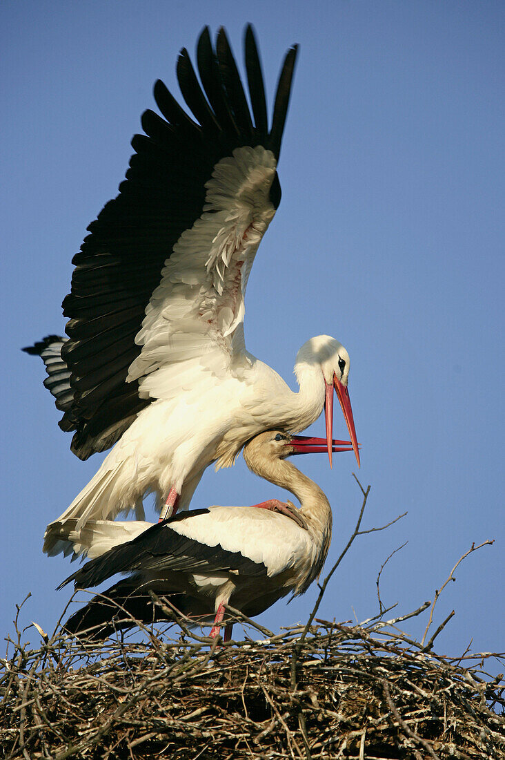 Ciconia ciconia, White Stork, Germany, mating