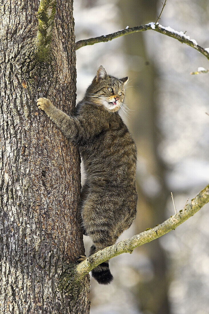 Felis silvestris, Common Wild Cat, Germany, in a tree