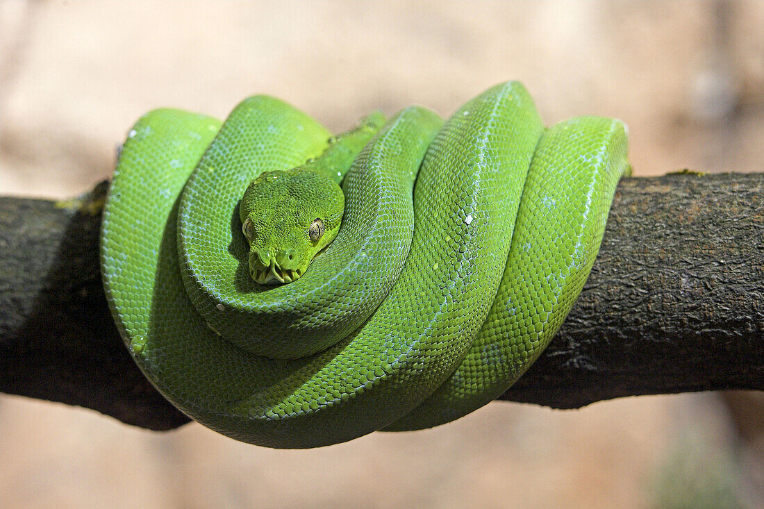 Green Tree Python (Chondropython viridis), captive