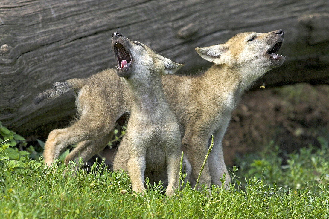 Wolf (Canis lupus), captive, cubs. Germany