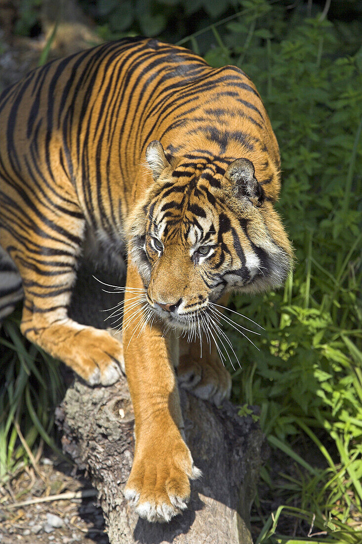 Sumatran Tiger (Panthera tigris sumatrae), captive