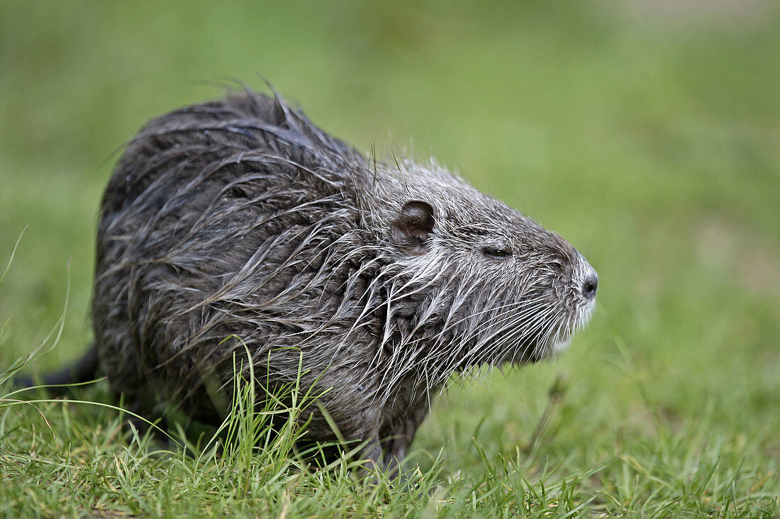 Coypu (Myocastor coypus)