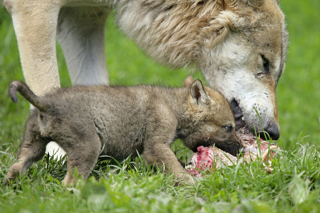Wolf (Canis lupus), cub. Germany