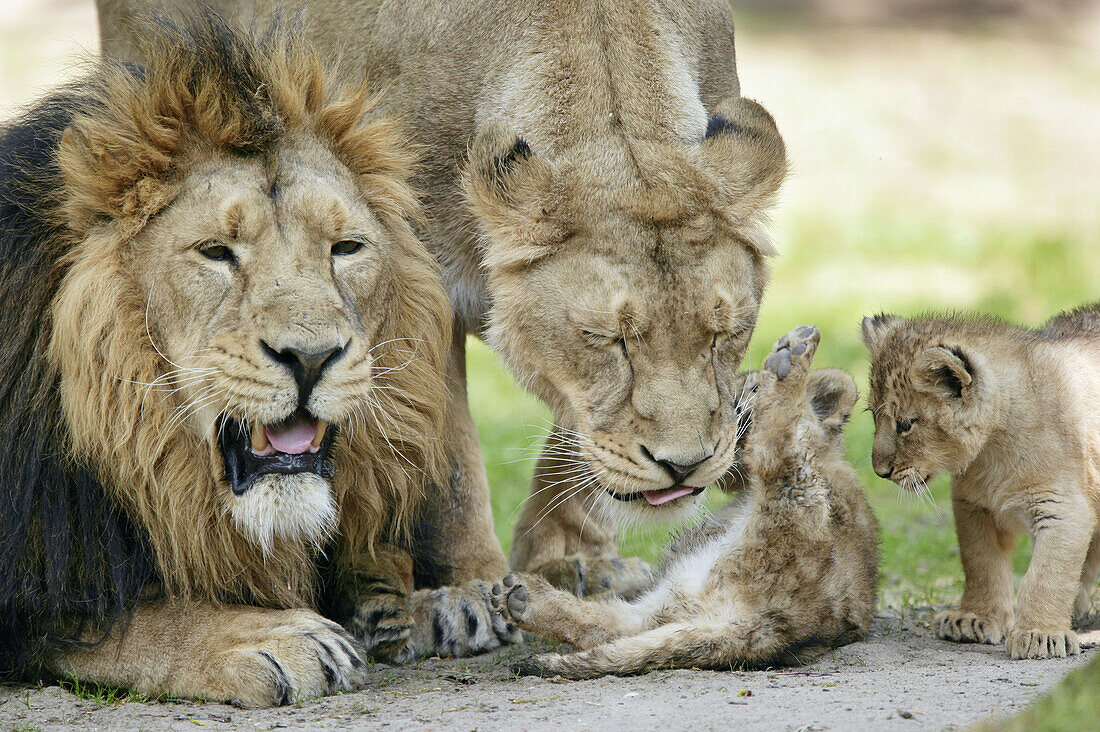 Panthera leo persica, Asiatic Lion, Cubs with mother and father.