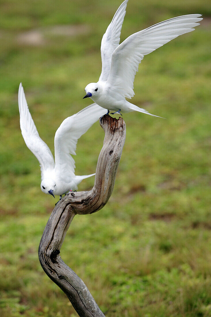 Fairy Tern (Gygis alba monte). Bird Islands. Seychelles