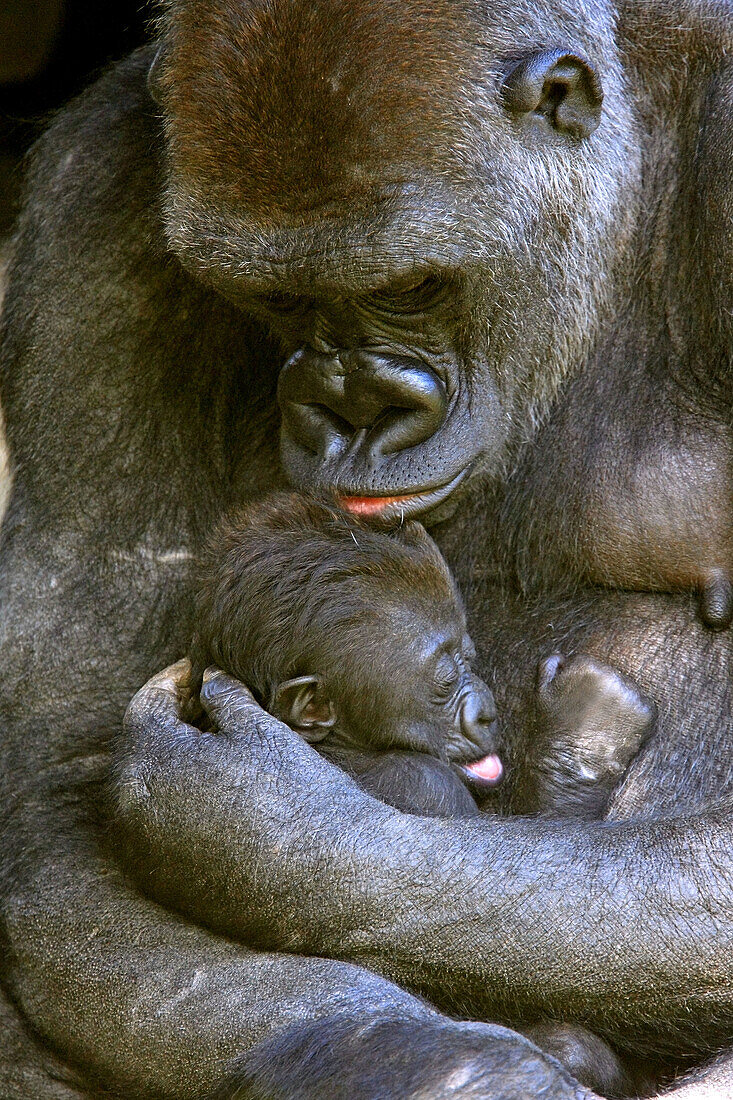 Mountain gorilla (Gorilla gorilla) captive, with baby. Germany