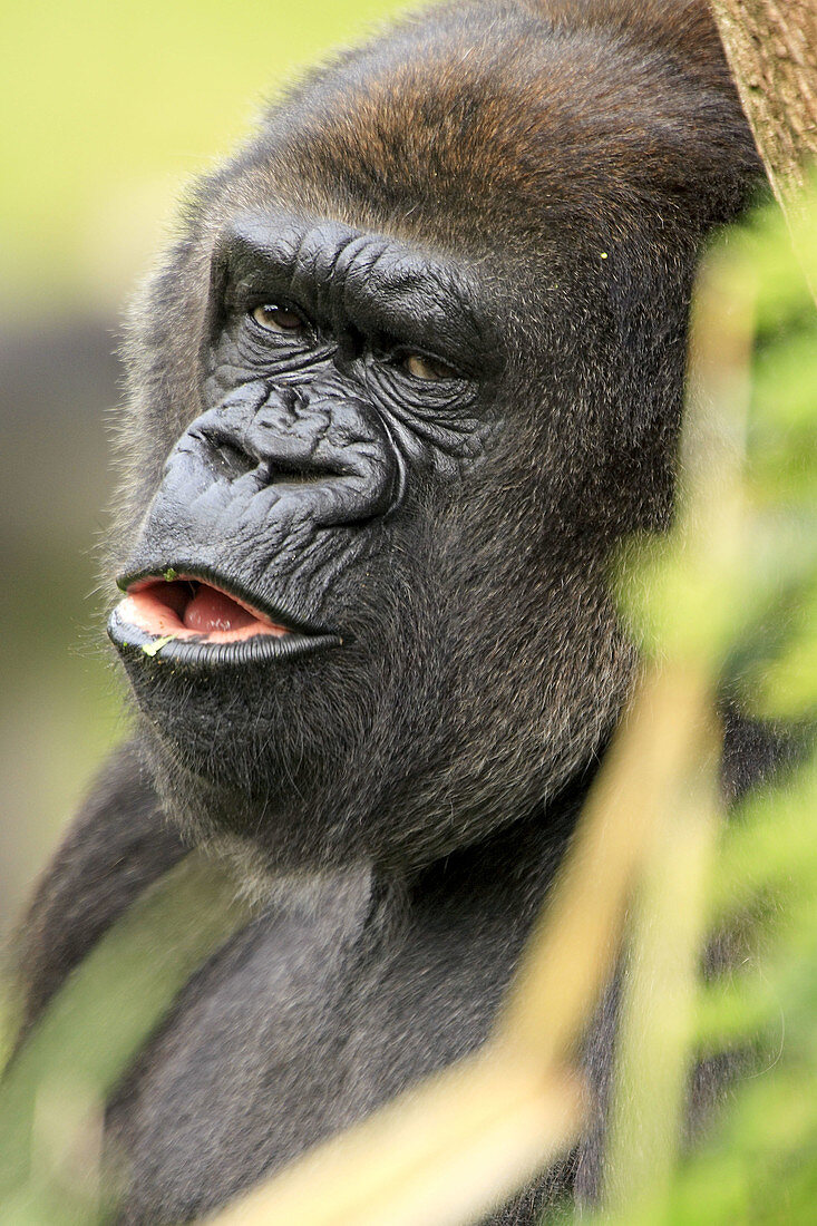 Mountain gorilla (Gorilla gorilla). Germany