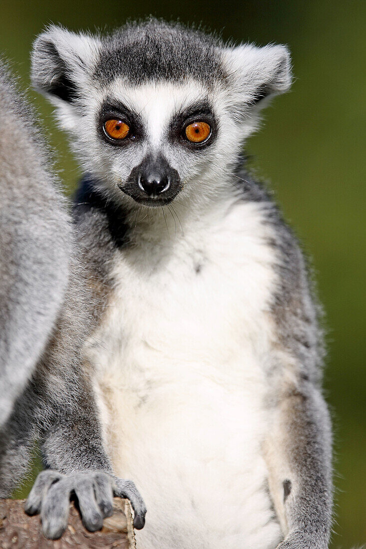 Ring-tailed lemur (Lemur catta). Captive, Germany