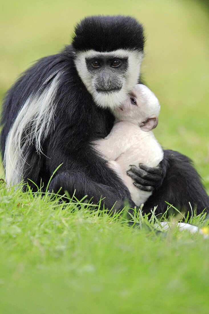 Guereza (Colobus guereza) Captive, with baby. Germany