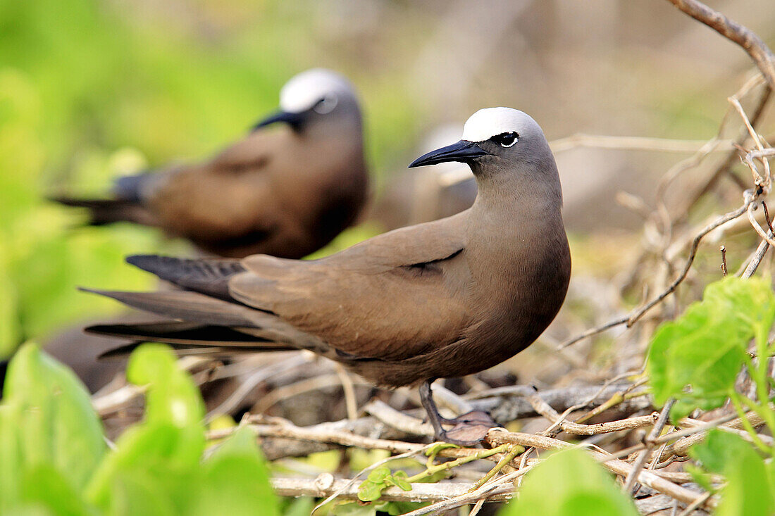 Brown Noddy (Anous stolidus pileatus). Bird Island, Seychelles.