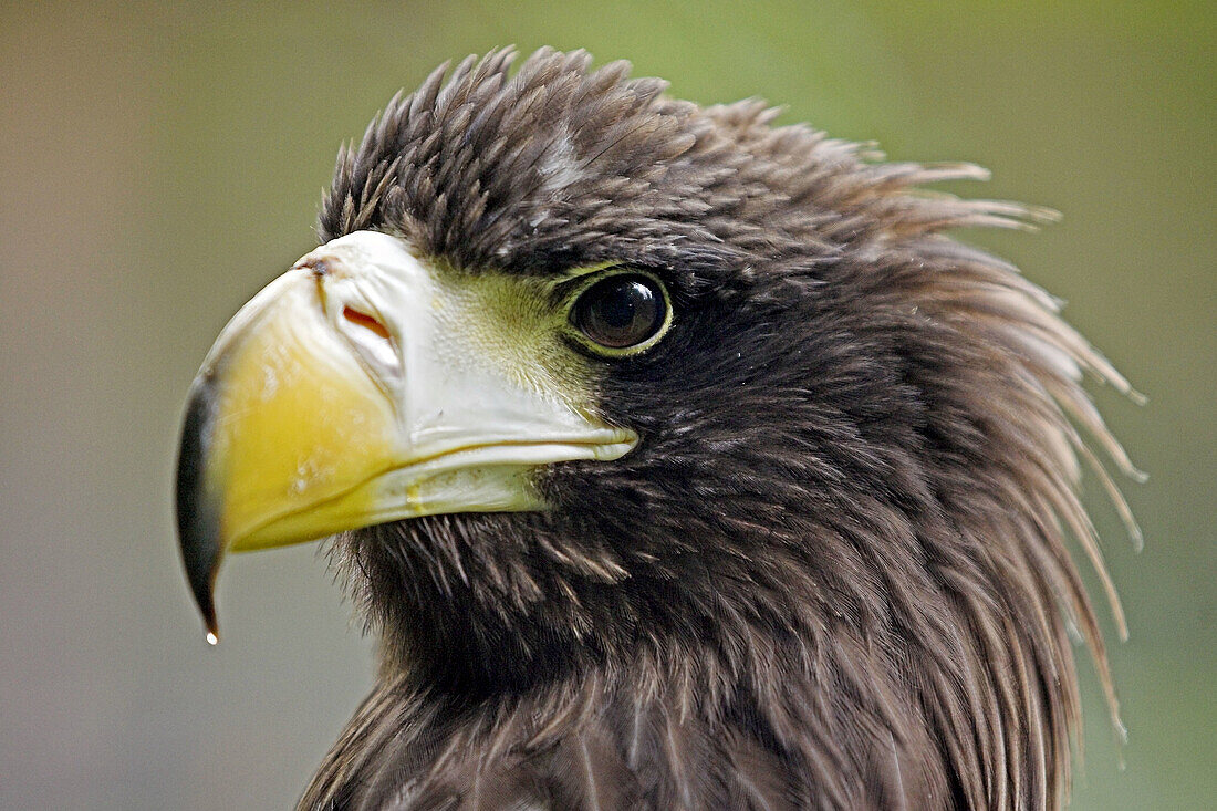 Stellers Sea-Eagle (Haliaeetus pelagicus)