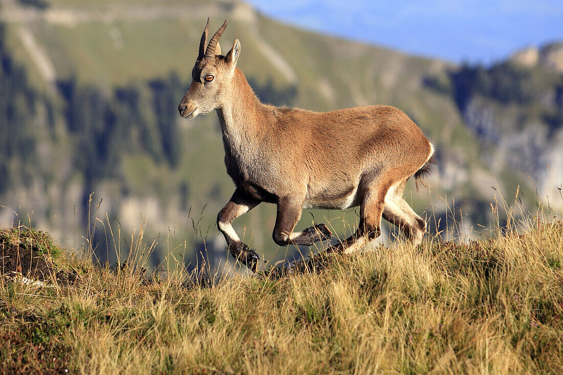 Rock Goat (Capra ibex). Male. Berner Oberland region of Switzerland.