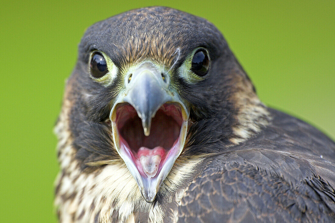 Peregrine falcon (Falco peregrinus)