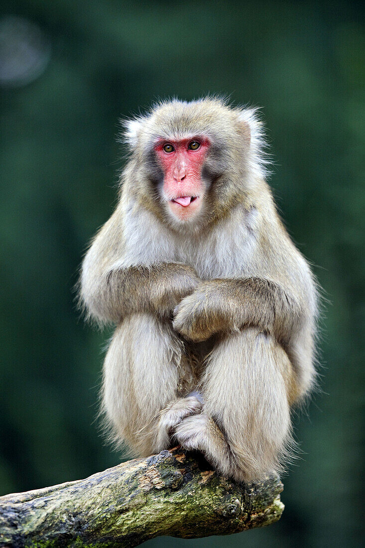 Japanese Macaque (Macaca fuscata), captive. Germany