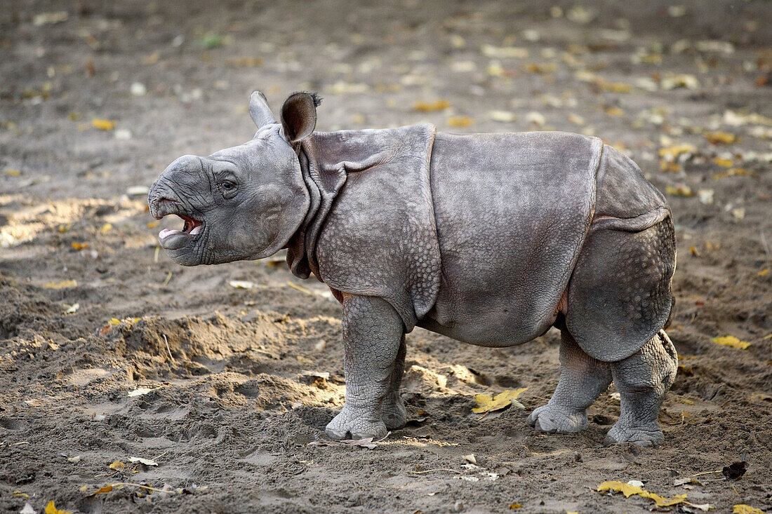 Indian One-horned Rhino (Rhinoceros unicornis), captive, 3 week old cub