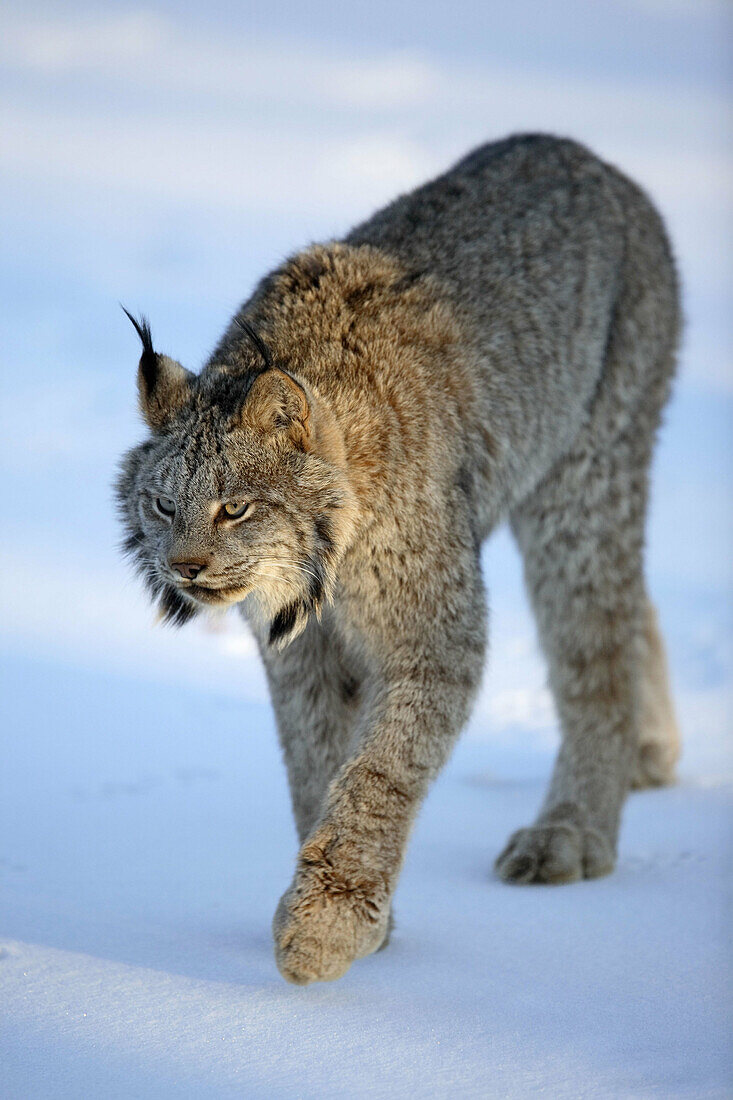 Canadian Lynx (Lynx canadensis). Minnesota. USA