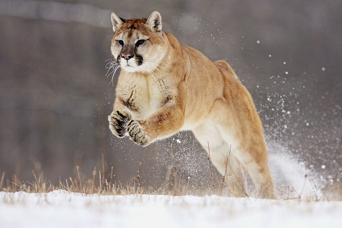 Mountain Lion (Felis concolor). Minnesota, USA