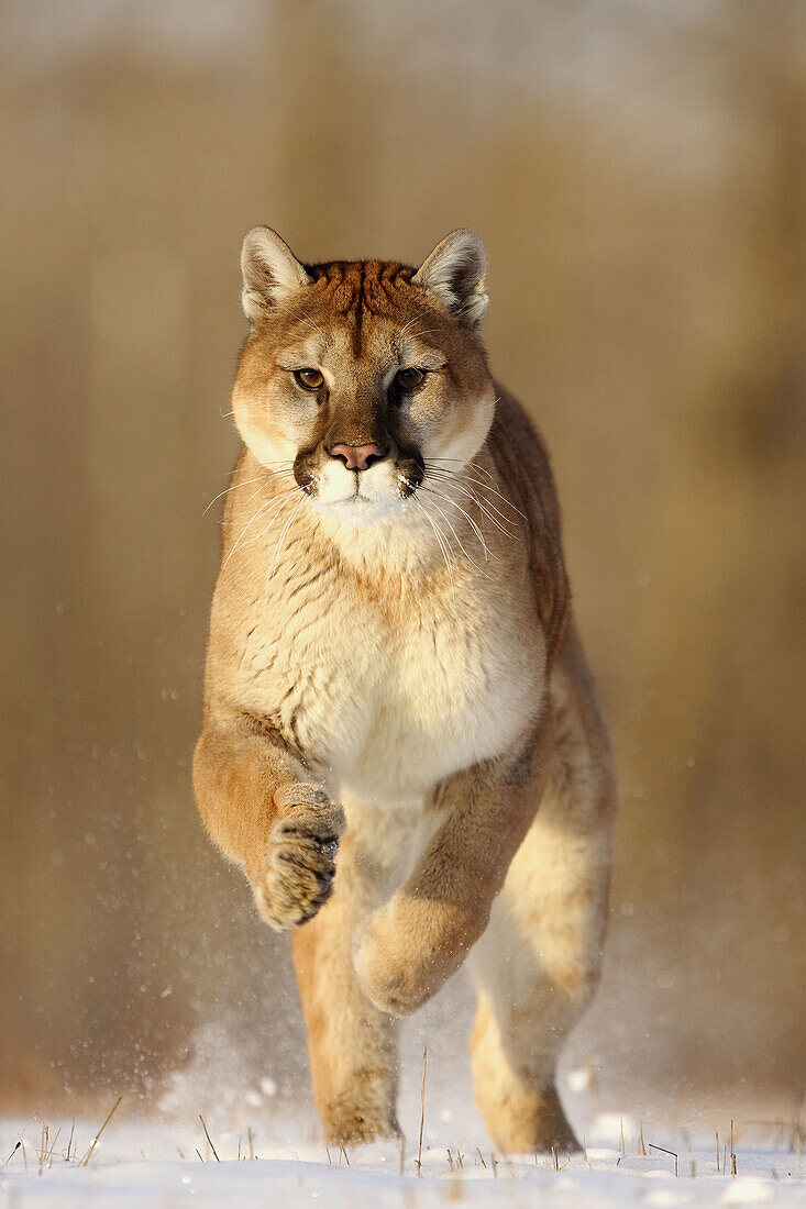 Mountain Lion (Felis concolor). Minnesota, USA