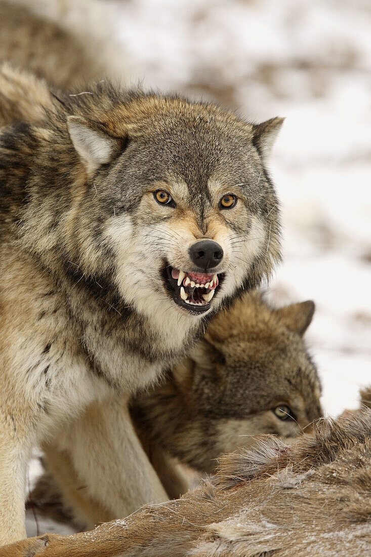 Wolf (Canis lupus). Minnesota. USA