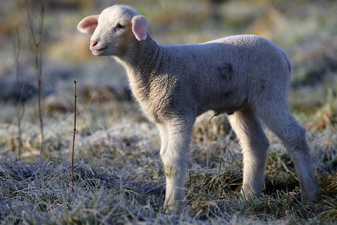 Merino Sheep, lamb, Germany.