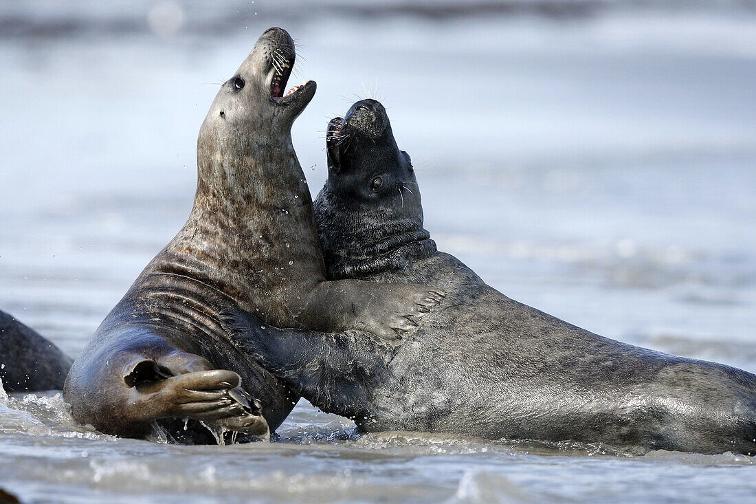 Grey Seal (Halichoerus grypus). Island of Helgoland. Germany. Northsea.
