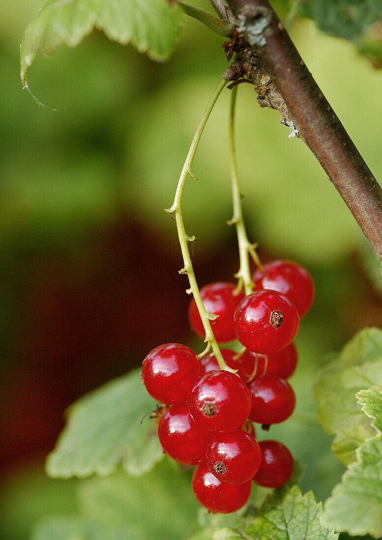 Redcurrants.