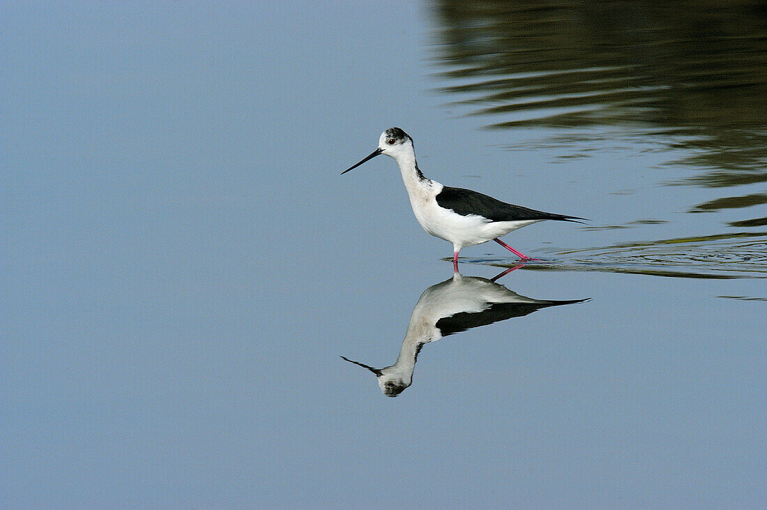 Black-necked Stilt (Himantopus himantopus). Los Barruecos Natural Park. Cáceres province, Spain