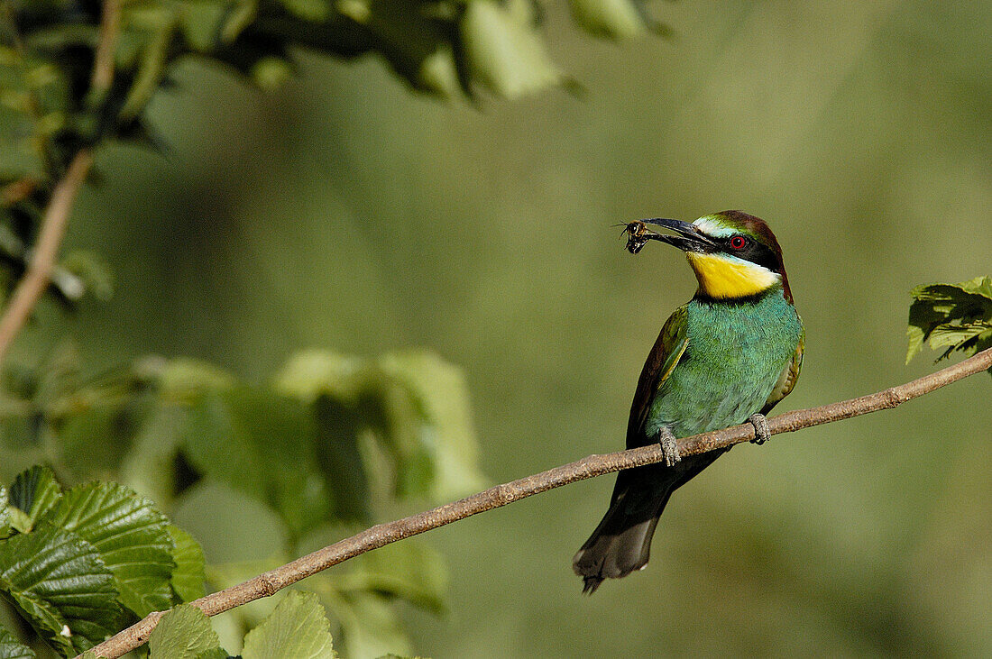 European Bee Eater (Merops apiaster). Málaga province, Andalusia. Spain