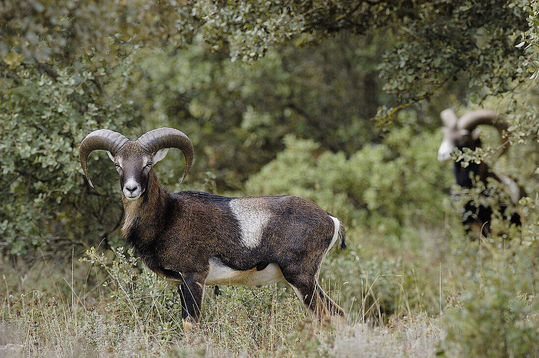 Mufflon (Ovis ammon musimon), male in Sierra de las Nieves Natural Park. Ronda, Málaga province. Andalusia, Spain