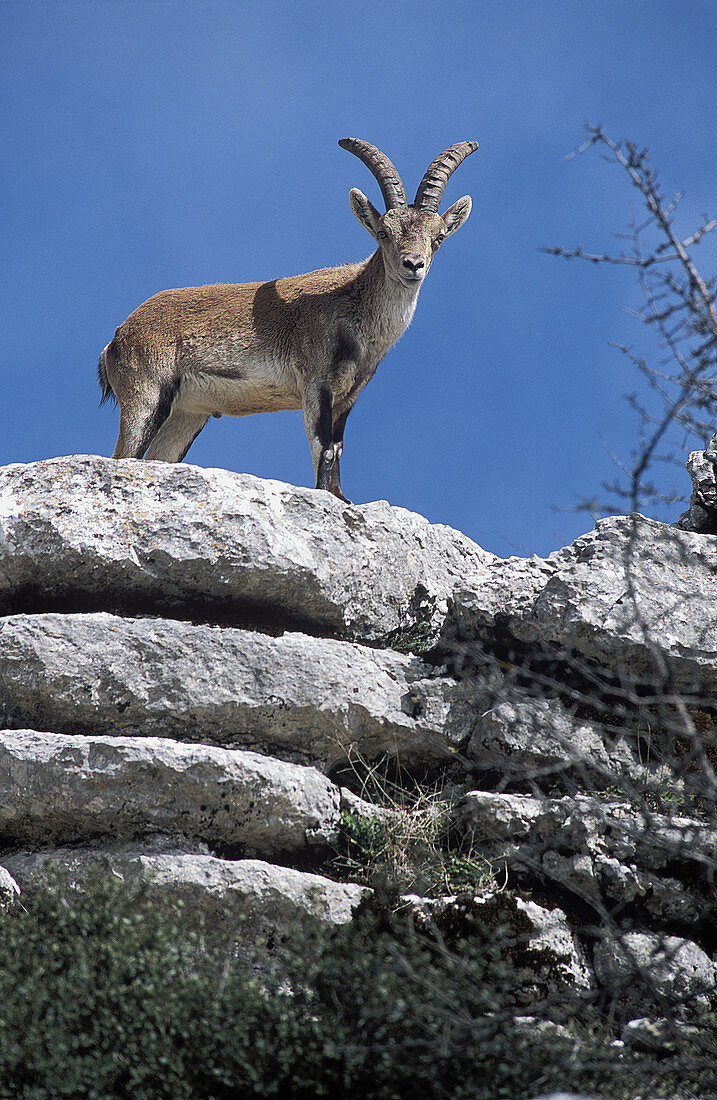 Spanish Ibex (Capra pyrenaica). Torcal de Antequera Natural Park. Málaga province, Andalusia, Spain