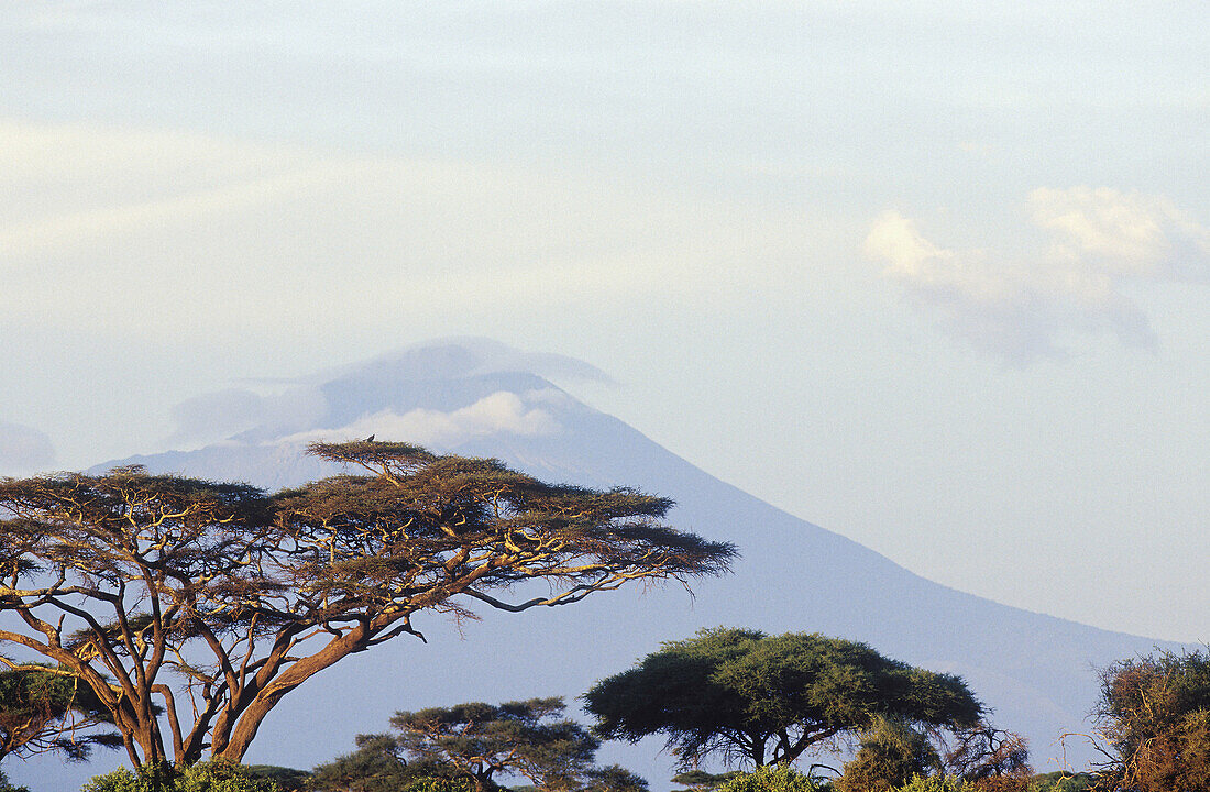 Mount Meru. Landscape, acacia trees. Tanzania. Africa.