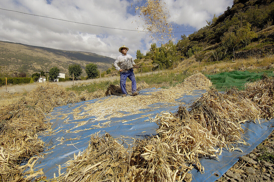 Farmer winnowing beans. Bubión, Alpujarras. Granada province, Andalusia, Spain