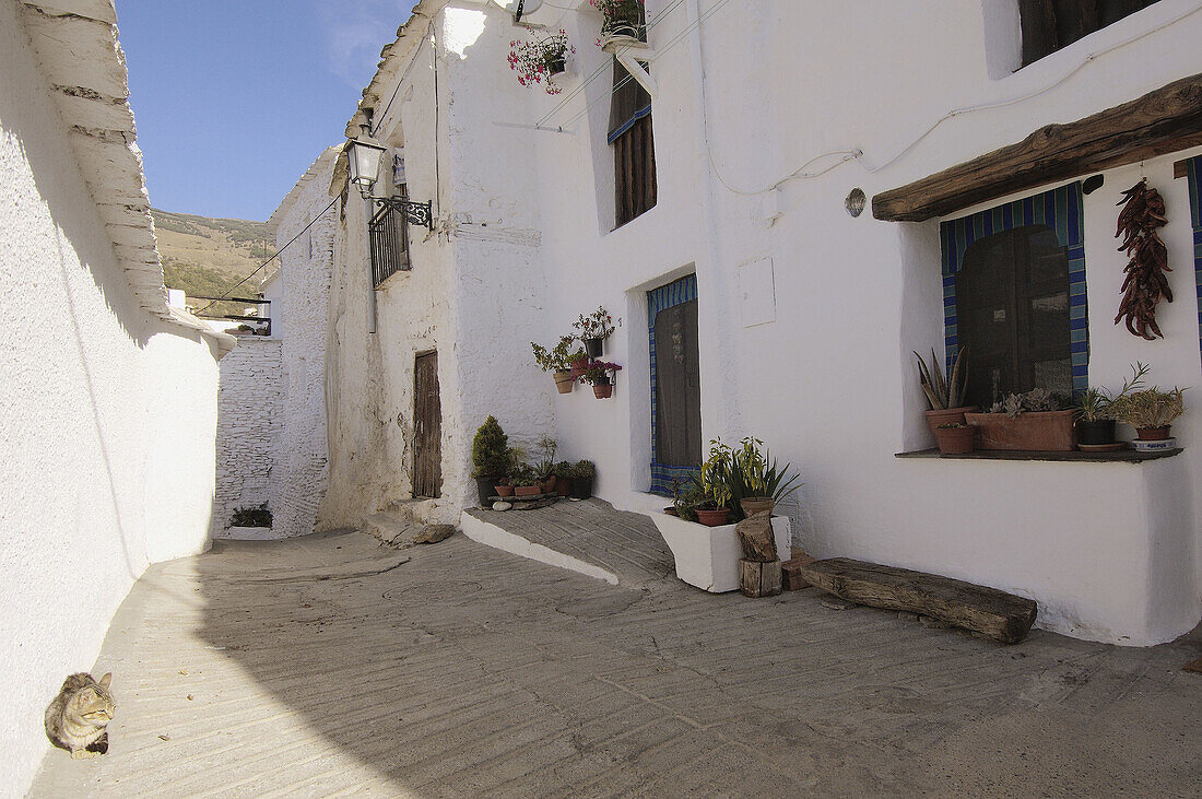 Capileira, Alpujarras. Granada province, Andalusia, Spain