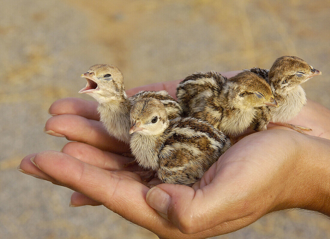 Red-legged Partridges (Alectoris rufa).