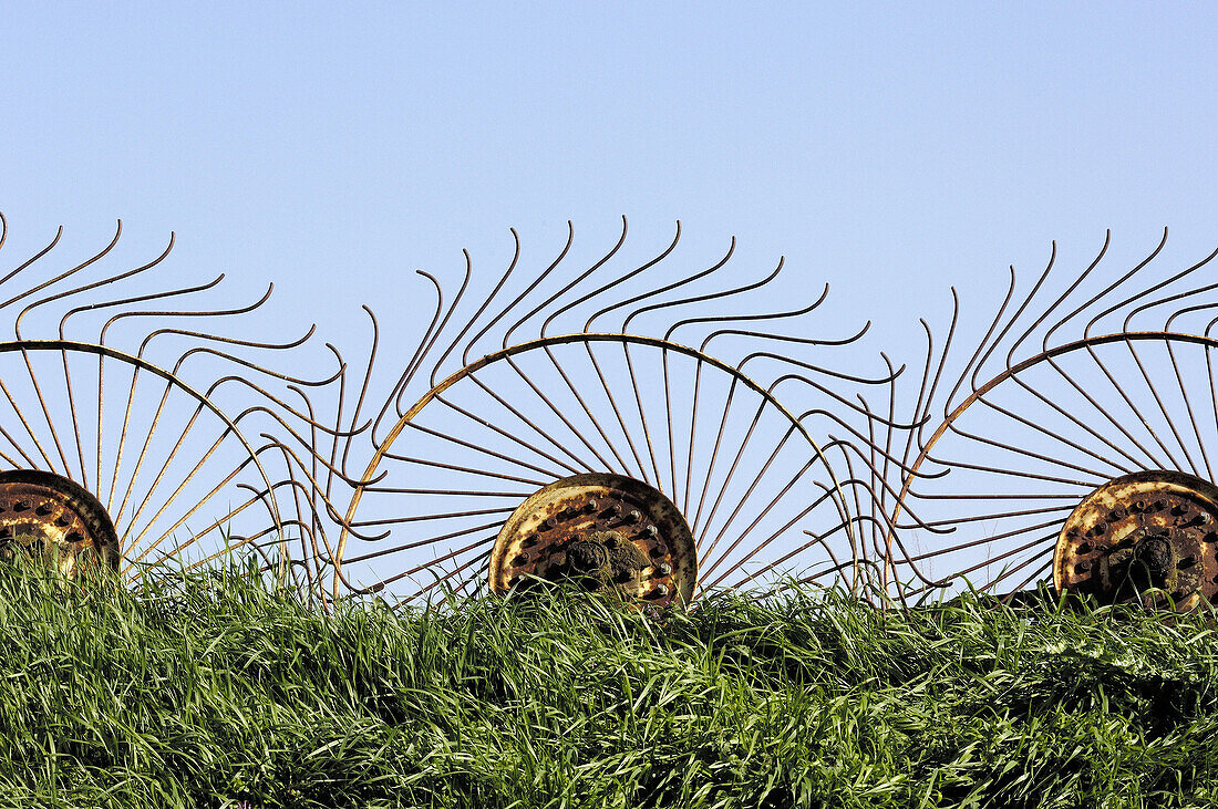 Rakes for alfalfa, Villafafila, Zamora, España