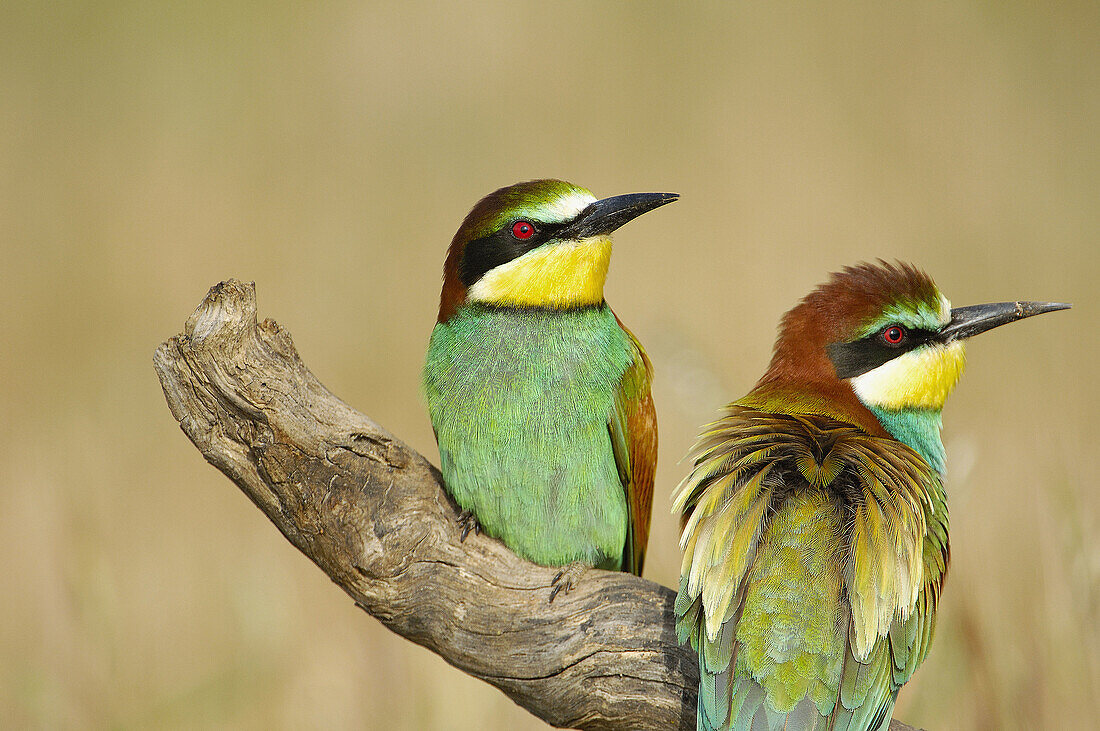 European Bee Eater (Merops apiaster). Málaga province, Andalusia. Spain