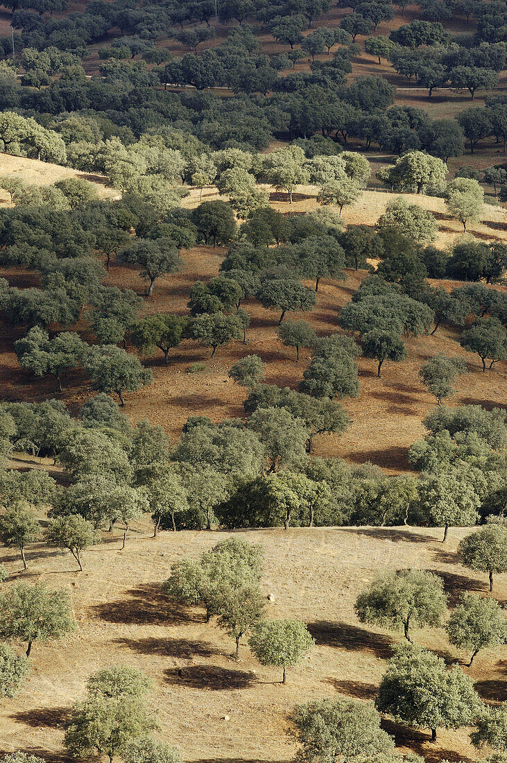 Sierra de Hornachuelos Natural Park. Cordoba province, Andalusia, Spain