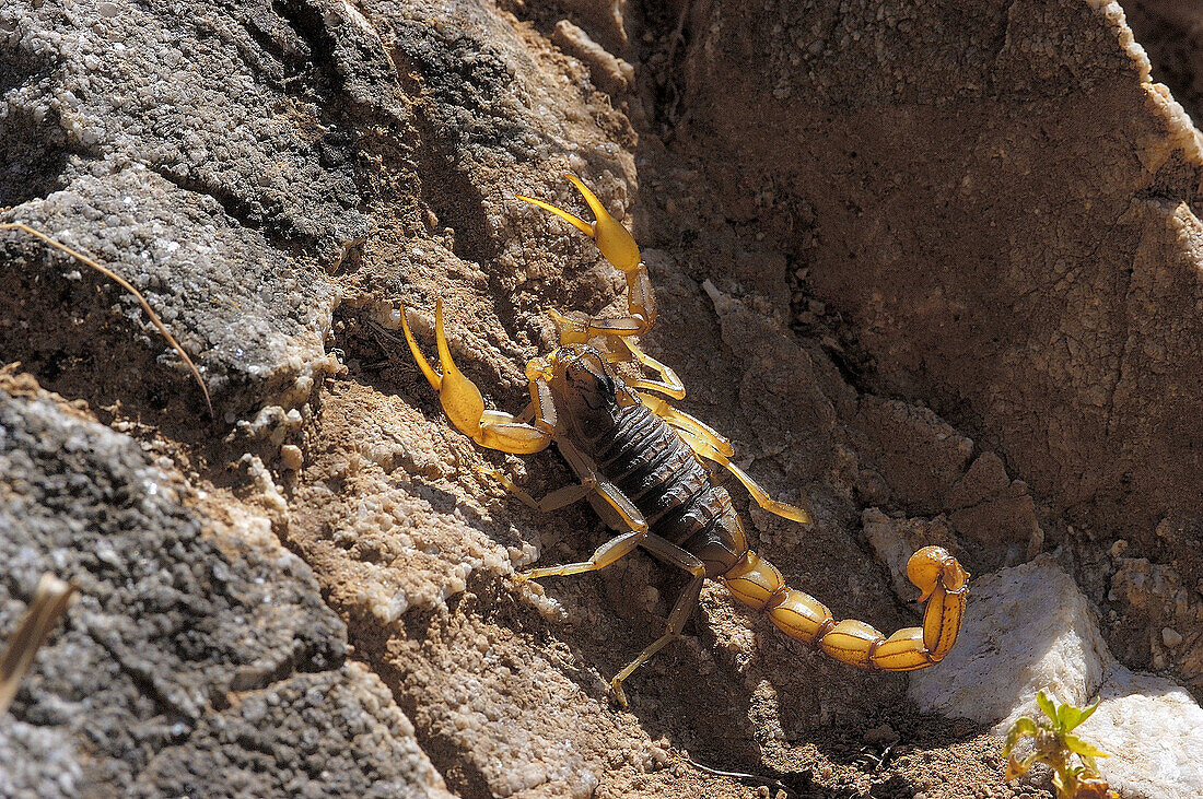 Scorpion (Buthus occitanus), Malaga province, Andalusia, Spain.