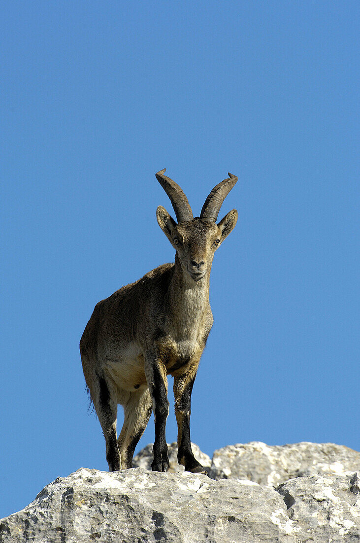 Spanish Ibex (Capra pyrenaica), Torcal de Antequera Natural Park. Málaga province, Andalusia, Spain