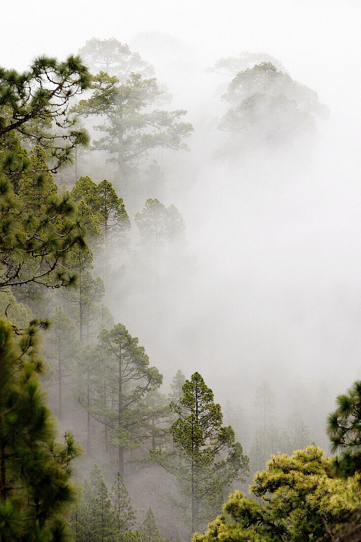 Canary pines (Pinus canariensis) foggy. Arico. Tenerife Island. Spain