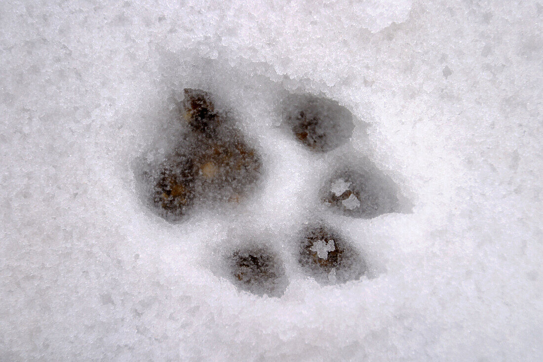 Dog footprint in the snow. Tenerife Island. Canary Islands. Spain