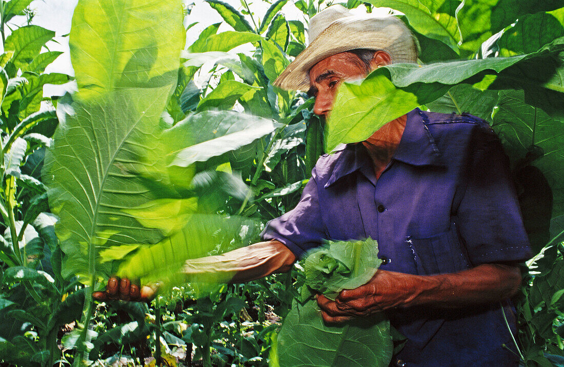 Tobacco plantation. San Andres. Veracruz. Mexico