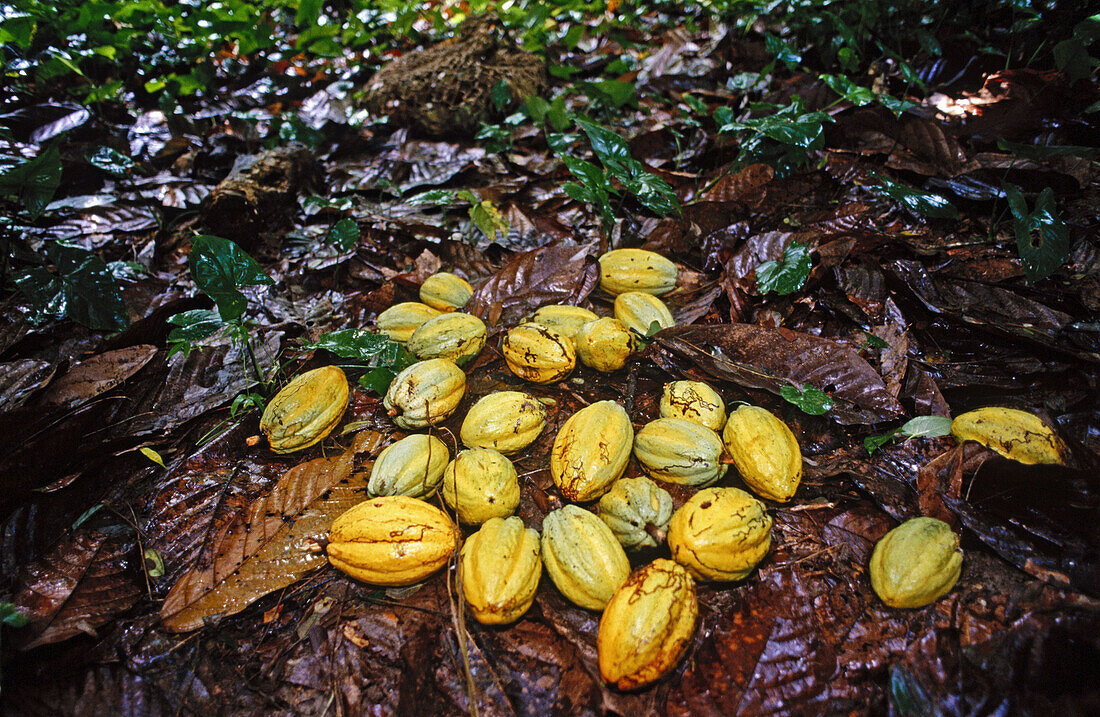 Cocoa plantation. Comalcalco. Mexico