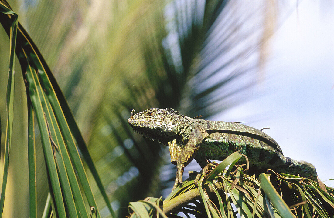 Green iguana. Colima, Mexico